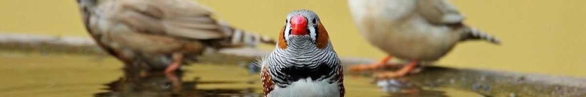 birds-1440055_960_720 birds-1440055_960_720
