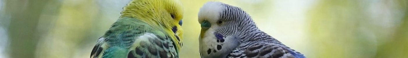 budgie-3986100_960_720 (1) budgie-3986100_960_720 (1)