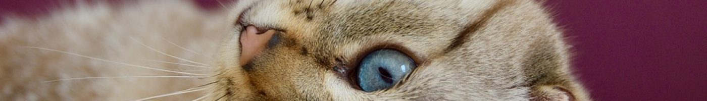 cat-4088174_960_720 cat-4088174_960_720