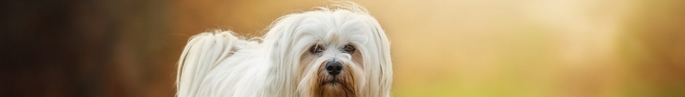 dog-1134492_960_720 dog-1134492_960_720