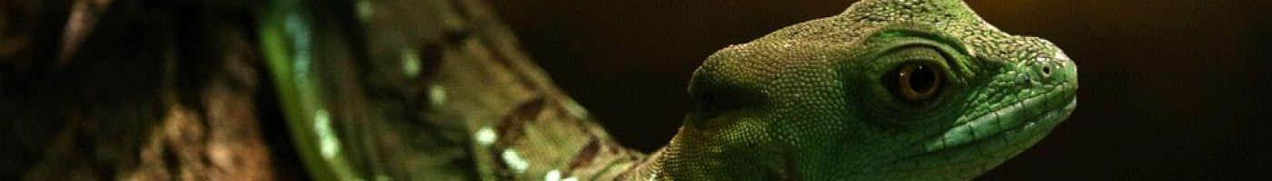 gecko-1246997_960_720 gecko-1246997_960_720