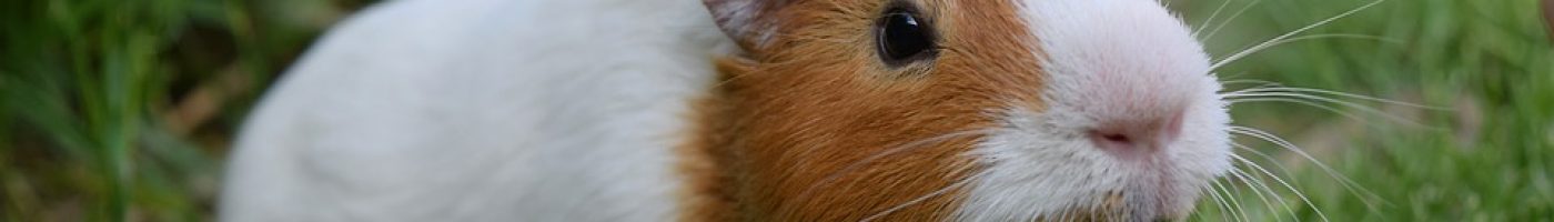 guinea-pig-2412069_960_720 guinea-pig-2412069_960_720