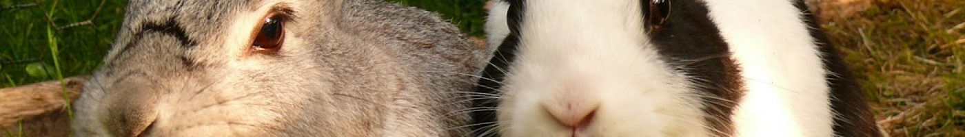 hare-595136_960_720 hare-595136_960_720