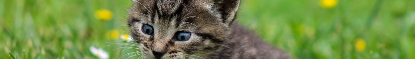 kitty-2948404_960_720 kitty-2948404_960_720
