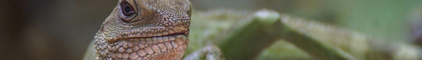 lizard-4104823_960_720 lizard-4104823_960_720