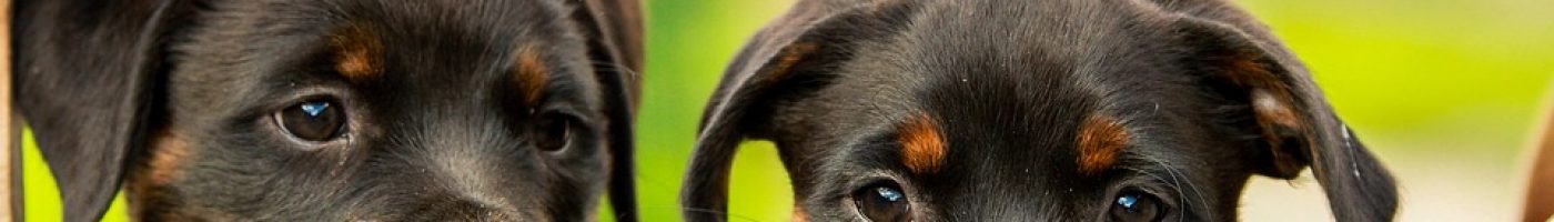 rottweiler-1785760_960_720 rottweiler-1785760_960_720