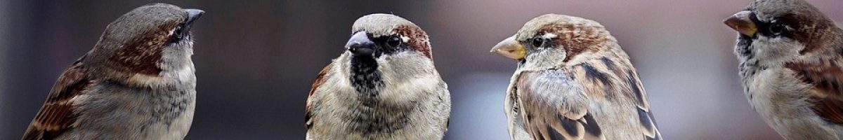 sparrows-2759978_960_720 sparrows-2759978_960_720